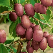 Des images de diff�rentes plantes